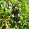 Black horehound