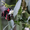 Scarlet Mormon