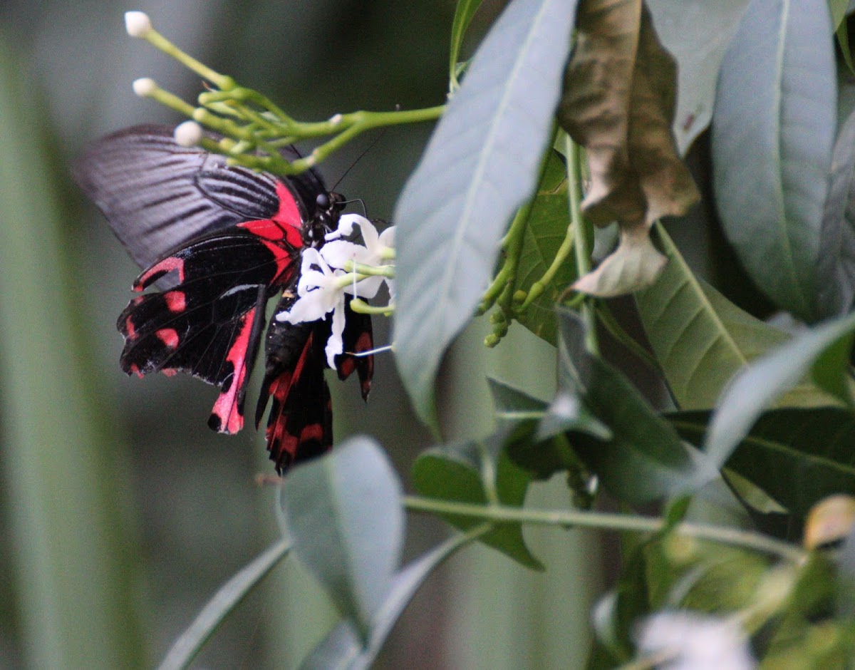 Scarlet Mormon