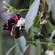 Scarlet Mormon