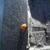 seven spot ladybug