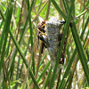 Ringed Paper Wasp