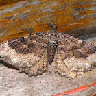 Noctuid Moth