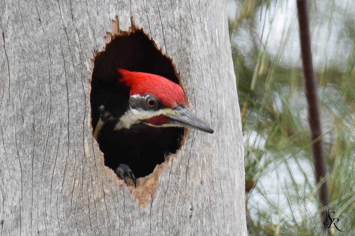 Pileated Woodpecker