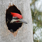 Pileated Woodpecker