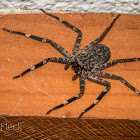 Wall Crab Spider