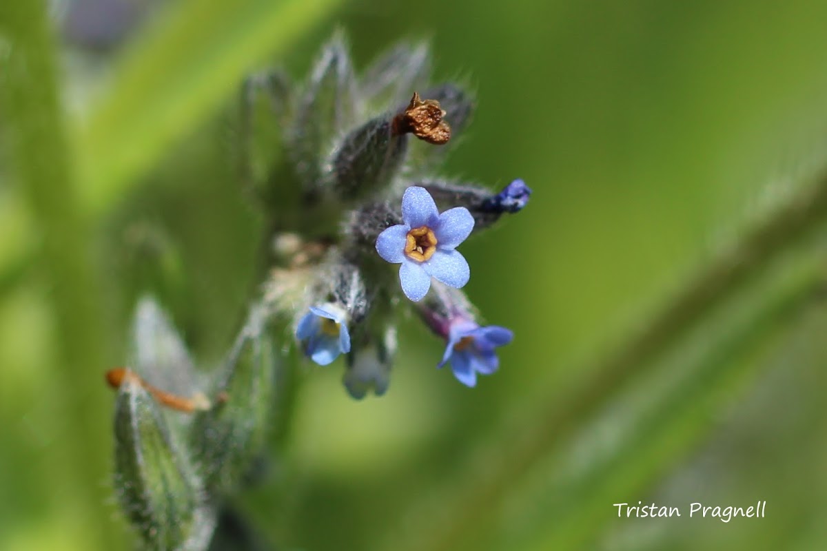 Forget-me-not