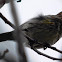 Yellow-rumped Warbler