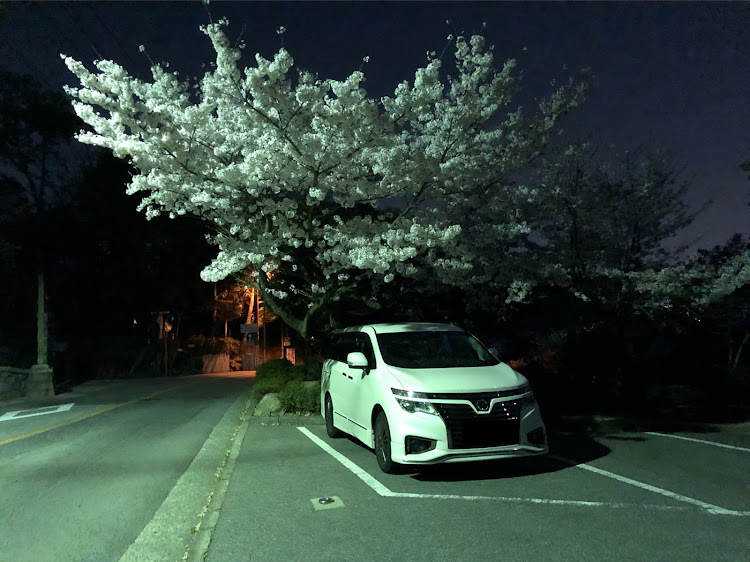 エルグランドのドライブ・桜と愛車に関するカスタム事例の投稿画像1枚目