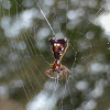 Arrowshaped Micrathena