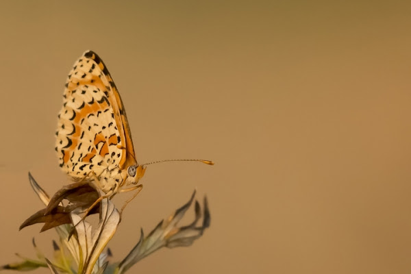 Into The Brown di Andrea Izzotti