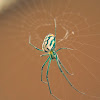 Orchard Orb-weaver