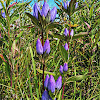 Closed Bottle Gentian