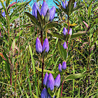 Closed Bottle Gentian