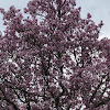 Saucer Magnolia