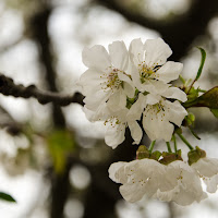 Sboccia la primavera .... di 