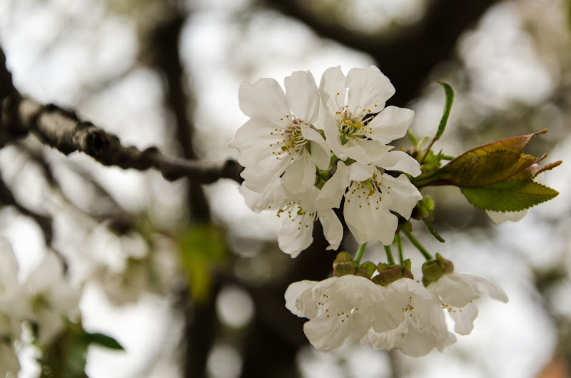 Sboccia la primavera .... di aberini