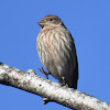 House Finch (female)