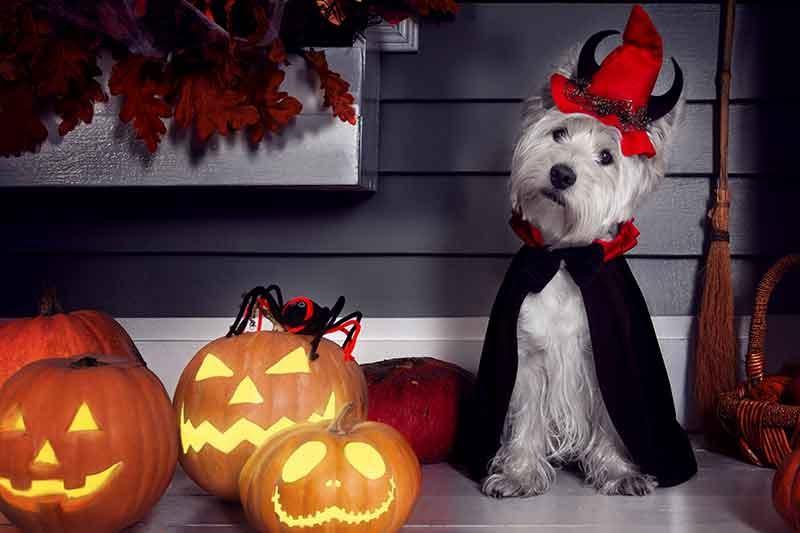 The Scary Truth About Halloween Pet Safety | Androscoggin Animal Hospital |  Androscoggin Animal Hospital Blog