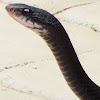 Southern Black Racer?