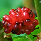 White mulberry, Common mulberry, Silkworm mulberry