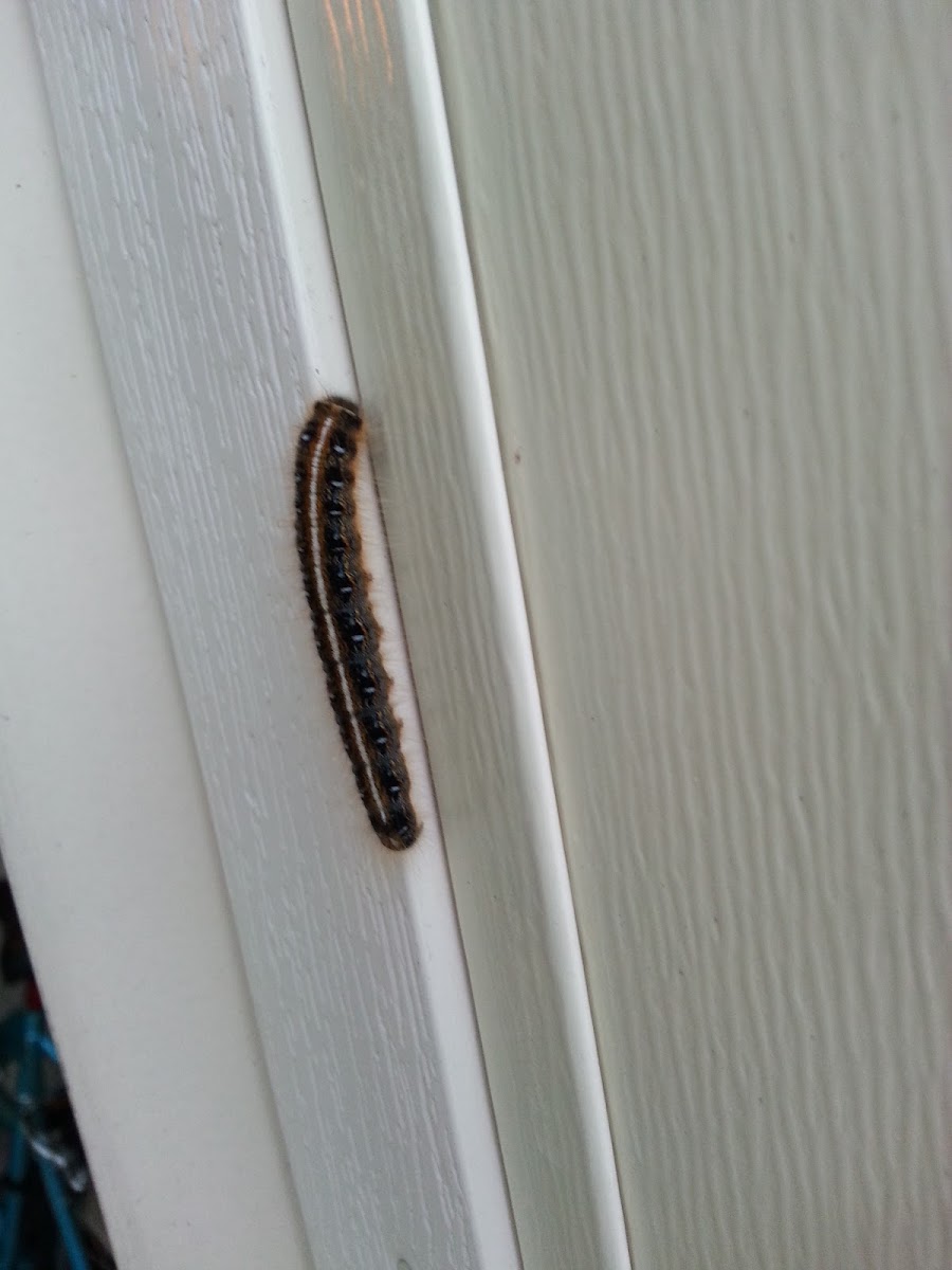 Eastern Tent Caterpillar