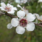 Manuka