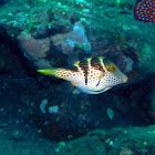 Valentin's sharpnose puffer