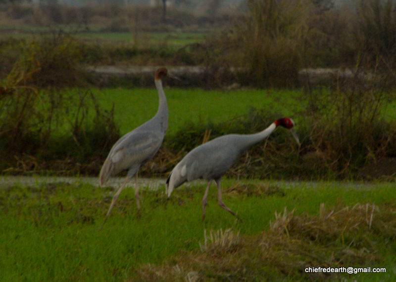 sarus crane