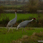 sarus crane