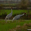 sarus crane