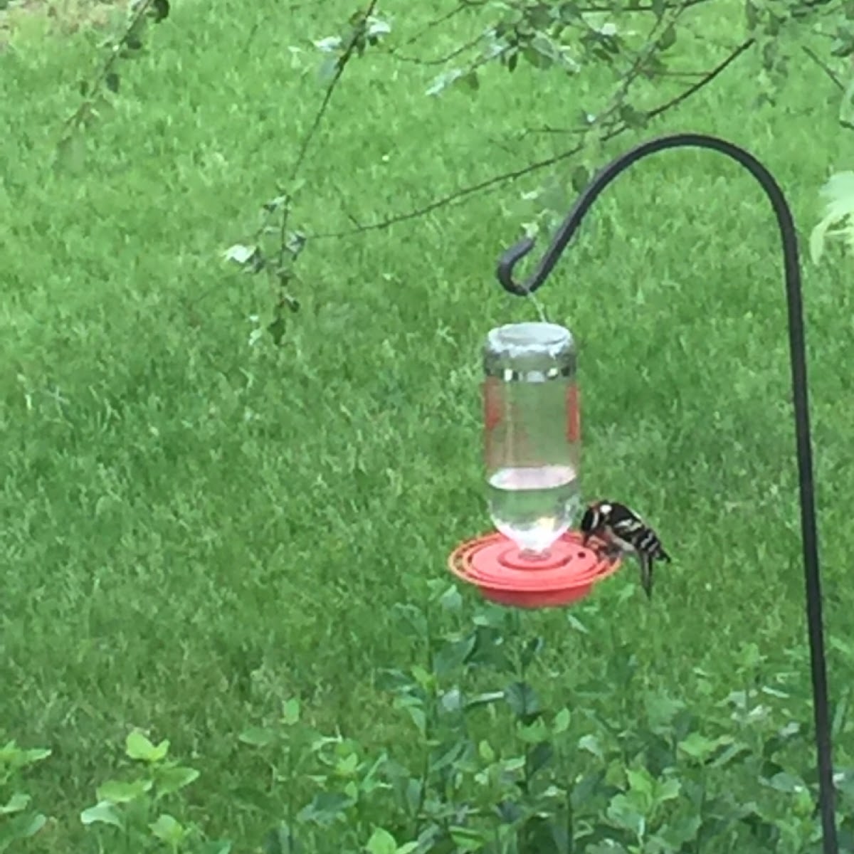 Downy Woodpecker