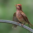 Purple finch