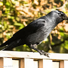 Jackdaw