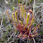 Slenderleaf Sundew