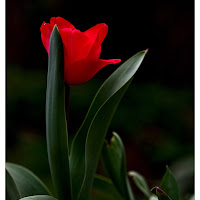 Tulip di Mcmelon