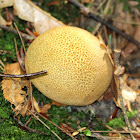 Pigskin Poison Puffball