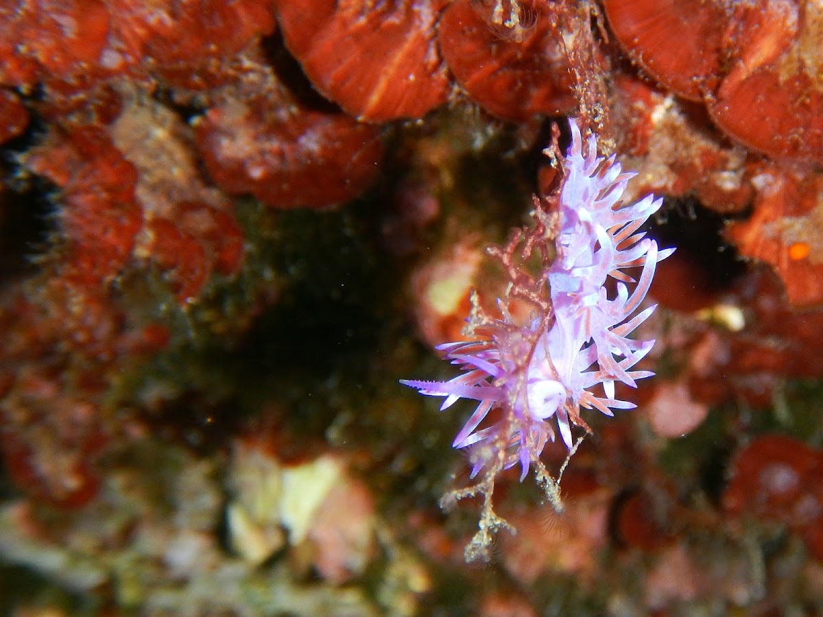 Mediterranean Violet Aeolid