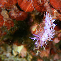 Mediterranean Violet Aeolid