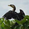 Little pied cormorant