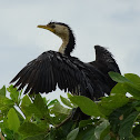 Little pied cormorant