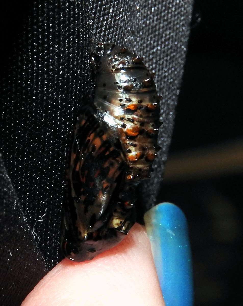 Variegated Fritillary (Chrysalis/pupa stage)