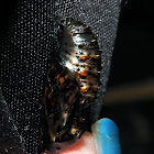 Variegated Fritillary (Chrysalis/pupa stage)