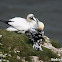 Northern Gannet