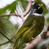 Collared Finchbill