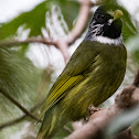 Collared Finchbill