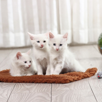 miniatures image - 3