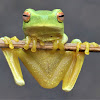 Graceful Treefrog