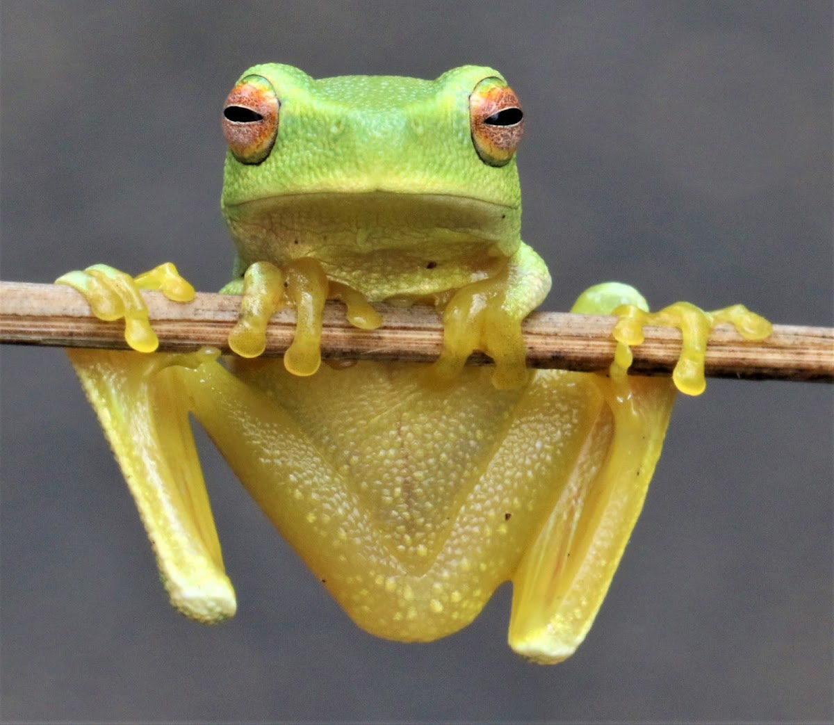 Graceful Treefrog