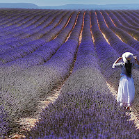 very peri...lavender.. di 